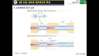 생리학 12주차-3 생리학 8장 뉴런