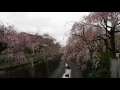 花冷え　お花見散歩　満開の桜　杉並区本天沼・妙正寺川　２０１６．４．５　ohanami sakura japan