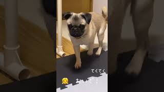 じゃれてるだけ〈 #パグ #ほのぼの #dog 〉