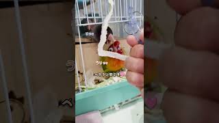 ボタンインコ　ウロコインコ　今朝の様子　あざとかわいいみるく　2024.10.29