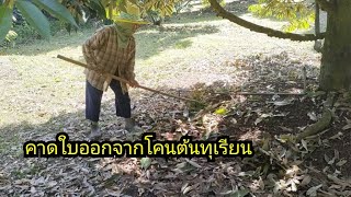 คาดใบทุเรียนออกจากโคนต้น เพื่อให้ดินที่โคนแห้ง ทุเรียนจะได้ออกดอก