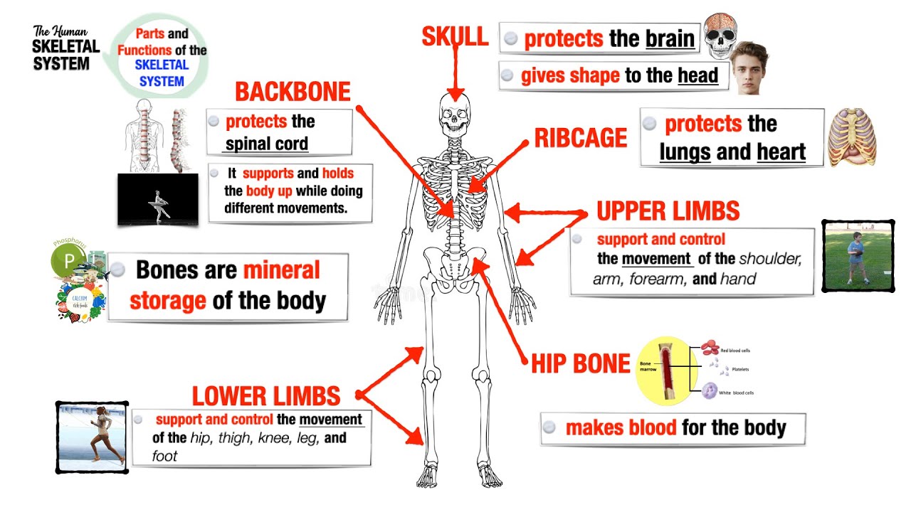 Skeletal System Function The Remarkable Skeletal System And Its