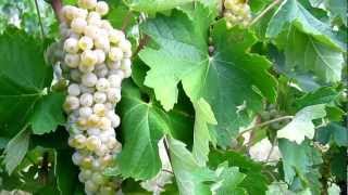 Wine Tour in Tuscany: trebbiano grapes in the vineyard at Colombaia in Chianti