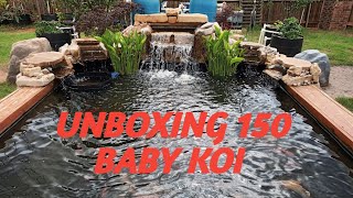 UNBOXING 150 BABY KOI FISH