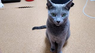 【猫動画】嫁をじっと見つめ圧をかけるロシアンブルー【russianblue】Russian Blue staring at the bride and applying pressure