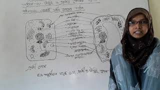 সিংহদী এম এ মোতালেব ভূঁইয়া উচ্চ বিদ্যালয়