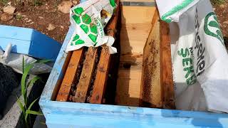 04/03/2023 İlk Şerbetleme. İlkbahar Bakımı 2 #bee #arıcılık #beekeeping #honey #balarısı #varroa