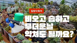 비오고 습한데 다육이 키핑장(킵장) 지금 약쳐도 괜찮나요? #경산다육