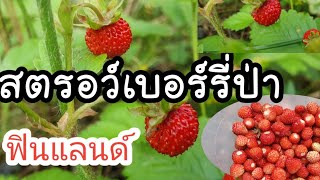 เก็บสตรอเบอร์รี่ป่า ฟินแลนด์/ บลูเบอร์รี่ใกล้สุกแล้ว นะคะพี่ๆ 😊 /Strawberry Picking in the  forest