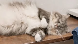 靴下を履いたウチの猫がかわいい【サイベリアンのラフィ】#shorts