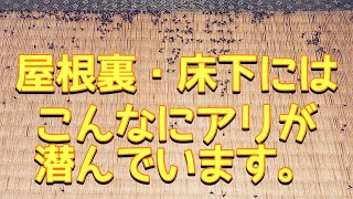 【札幌】普段見ない屋根裏や床下にはこんなにアリが繁殖しています！アリ駆除動画厳選集。