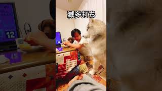 飼い主を滅多打ちにするハスキー#shorts #siberian #dog #多頭飼い #シベリアンハスキー #大型犬