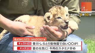 今日の『ライブ5時 #いまドキッ！』は🔶白鳥動物園で白い〇〇に出会う！👀🔶らくウマ  夏のスタミナに！牛肉炒め🍳🔶おすすめ番組＆天気予報🌈 #竹内大樹 #中屋藍 #坂本大輔 #佐藤俊和