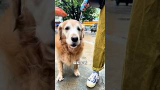 গুড্ডুর অনেক দয়া🥰🥰#short #shorts #dog