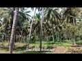 1 acre coconut farm for sale in kozhinjampara! 49 lakhs, palakkad dt