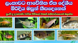 #මිරිදිය_මසුන් #villagefish #වැව්මාලු  ලංකාවට ආවේනික මිරිදිය මසුන්