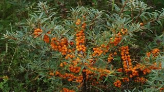 ⟹ SEABERRY | Hippophae Rhamnoides | A LOOK AT THE SEA BUCKTHORN