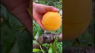 what is this #sort #video #trending #viral