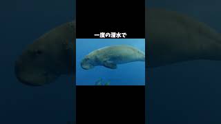 【そうだったんだ！】ジュゴンの秘密 #雑学 #動物 #豆知識 #自由研究 #animals #dugong #seacow