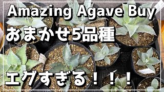 おまかせアガベ5品種セットが凄すぎた！！開封動画！！Amazing Agave Buy