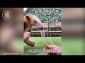 tamandua in 1 minute 🦥 one of the cutest and exotic animals in the world 1 minute animals