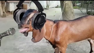 🐐 ছাগলের গান || Goat Song ||😊