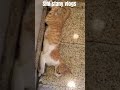 മുതലാളി എന്താ ഇങ്ങനെ youtubeshorts animals cat