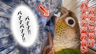 全集中バナナの呼吸【ウロコインコのぽぽ】