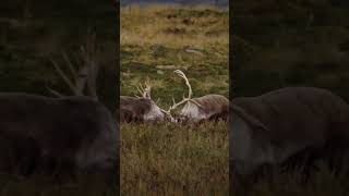 800 inches of antler going at it! #alaska #reindeer #caribou #hunting