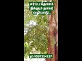 நாக தோசம் தீர நாகர் வழிபாடு...