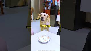 Food joke with dog #shorts #shortsfeed #youtubeshorts