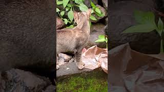 Kelakuan kucing ngambek#shortvideo #catlover