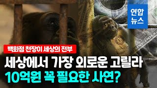 백화점에 30년 넘게 갇힌 고릴라…\