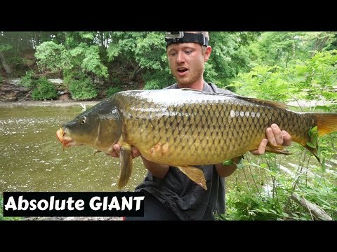 The BIGGEST Fish of my LIFE!! ~ Monster CT River Carp The BIGGEST Fish of my LIFE!! ~ Monster CT River Carp