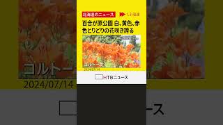 札幌の百合が原公園では咲き誇るユリの花が見ごろ　世界の百合広場