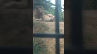 終夏風🌰㉞ホワイトライオン・白獅子・セラムくん▼欠伸がかわいい・white_Lion・・・沖縄こどもの国・Okinawa Zoo \u0026 Museum(20211001)