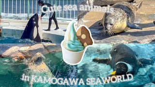 アザラシブーム🦭鴨川シーワールドの可愛い海の動物たちに会ってきた💗最高すぎるシャチショー！