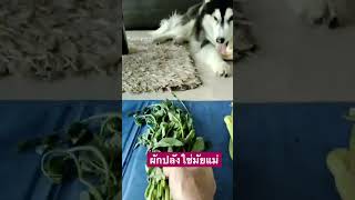 ถามง่าย #ไซบีเรียน #doglover #husky #siberian #siberianhusky #น่ารัก #สุนัข #dog #cute #หมา