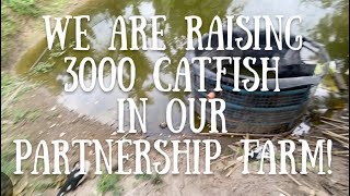 We are raising 3000+ catfish in our partnership farm!