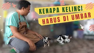 KENAPA KELINCI HARUS DI UMBAR