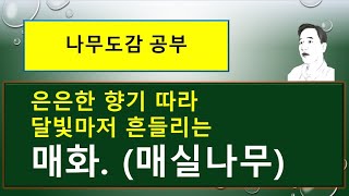 매실나무의 꽃이 흰색이라고요? 그건 '매실나무'가 아니라 '흰매실나무'랍니다.