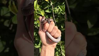 Meet The WOLF SNAKE #shorts