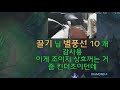 프로도 보고배운다는 챌린저 1000점 조이장인.. 와 미쳤다 ㅇㄱ레전드