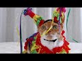 Funny Cats in Costumes! TikTok 2021