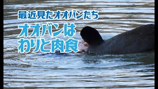 オオバンはわりと肉食