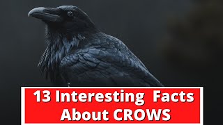 13 Interesting Facts About Crows