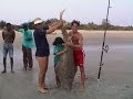 Pêche d'une raie guitare de 35kg