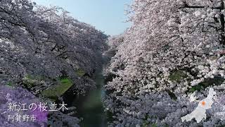 「新江の桜並木」そらなび2022年4月30日放送