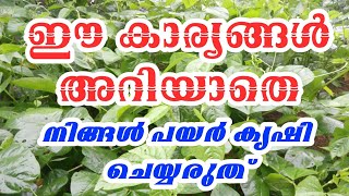 ഈ കാര്യങ്ങൾ അറിയാതെ നിങ്ങൾ പയർ കൃഷി ചെയ്യരുത് |Payar krishi malayalam|Cow Pea|