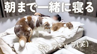 ずっと一緒の布団で寝てきた大きい犬達の夜を撮影してみた結果・・・【ボーダーコリー・オーストラリアンシェパード】